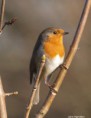/album/my-local-birding-gallery/robin-on-kerries-reserve-ossett-today-jpg/